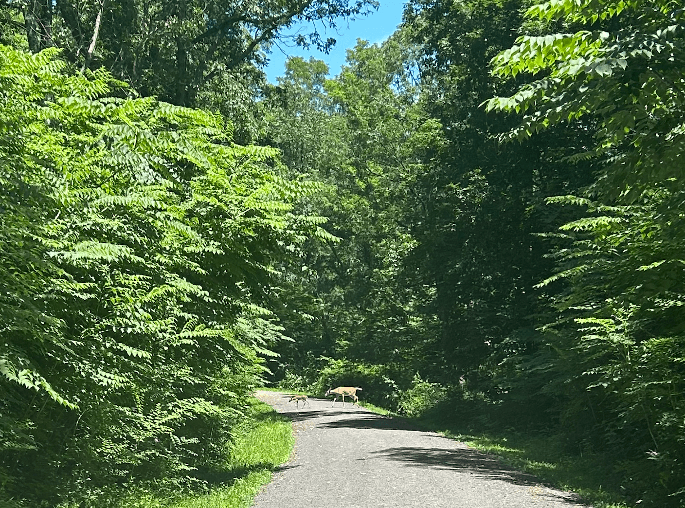 Two deer are crossing a sunlit, paved forest path in New York State Parks, surrounded by dense green trees and foliage on a bright, clear day—perfect for finding inner peace.
